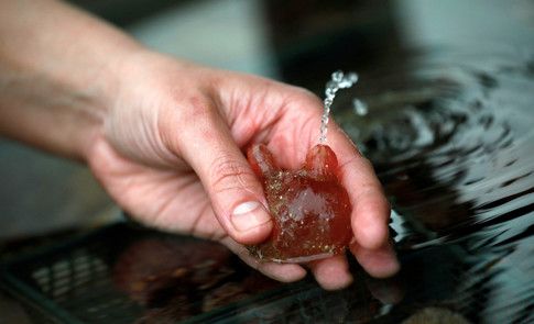 wef's tweet photo. What sea squirts can tell us about plastic pollution https://t.co/MogK0goxNn #environment #oceans https://t.co/9BWUupHmLH