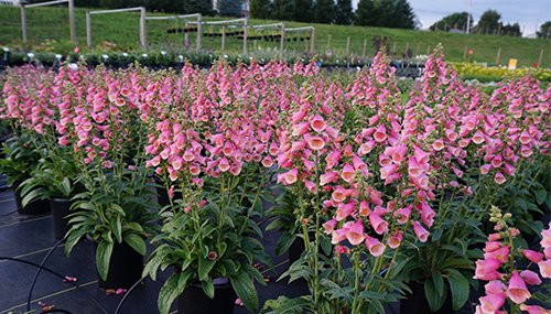 In this week's blog post, Jacco talks about #perennial math. Math? Yes... math. As Jacco says, "At the end of the day, every business is about math." Read how Darwin is working to help you produce the best possible crop in the most efficient way possible. darwinperennials.com/Blog/2019/02/2…