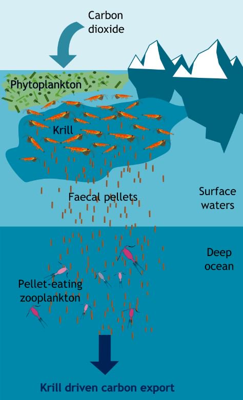 Large krill swarms in the Southern Ocean could help remove additional carbon from the atmosphere, in a way that is currently ‘hidden’ in global models. The new study led by <a href="/Oceans_Anna/">Anna Belcher</a> is published today <a href="/NatureComms/">Nature Communications</a> bas.ac.uk/media-post/kri… <a href="/PlymouthMarine/">Plymouth Marine Lab</a> <a href="/NOCnews/">National Oceanography Centre</a>