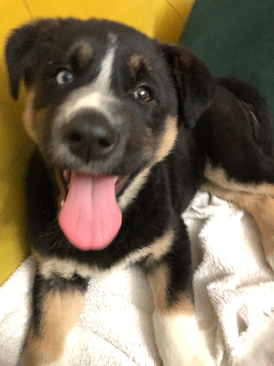 İzmir Çeşme’de bulundu. Acil geçici-kalıcı yuva aranıyor 

<a href="/BHayvandostlari/">Bilgi HayvanDostları</a> <a href="/haysevdayanisma/">HayvanseverDayanışma</a> @istbarhayhakmer <a href="/evsiz_hayvanlar/">yuvaarayanhayvanlar</a> #rt