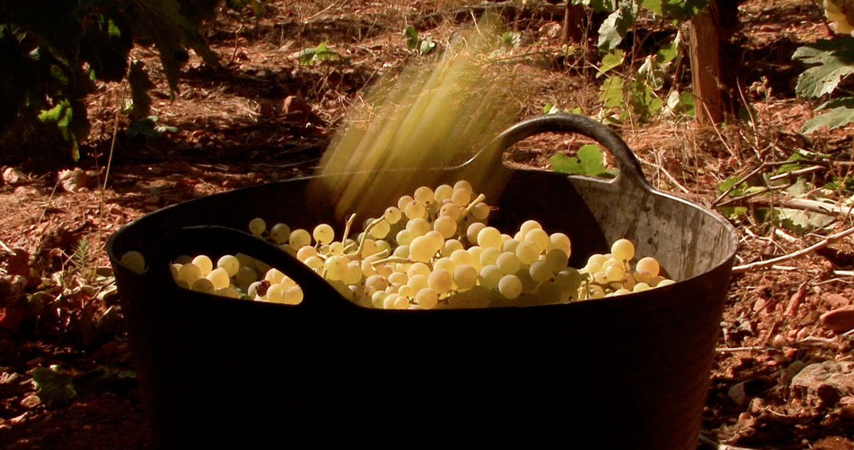 escolmacinema's tweet photo. 🎬 | Os Fillos da Vide | 69' | Dirección: Ana Domínguez
Sábado 23 | 🕑 17h00 | Casa da Cultura de Sarria.

Unha viaxe en clave persoal á tradición ancestral das vides, da vendima e do viño, e a súa relación cos ciclos da vida e coas raíces pagás da festa.
#cinemagalegoensarria https://t.co/MRTB2bRdLi