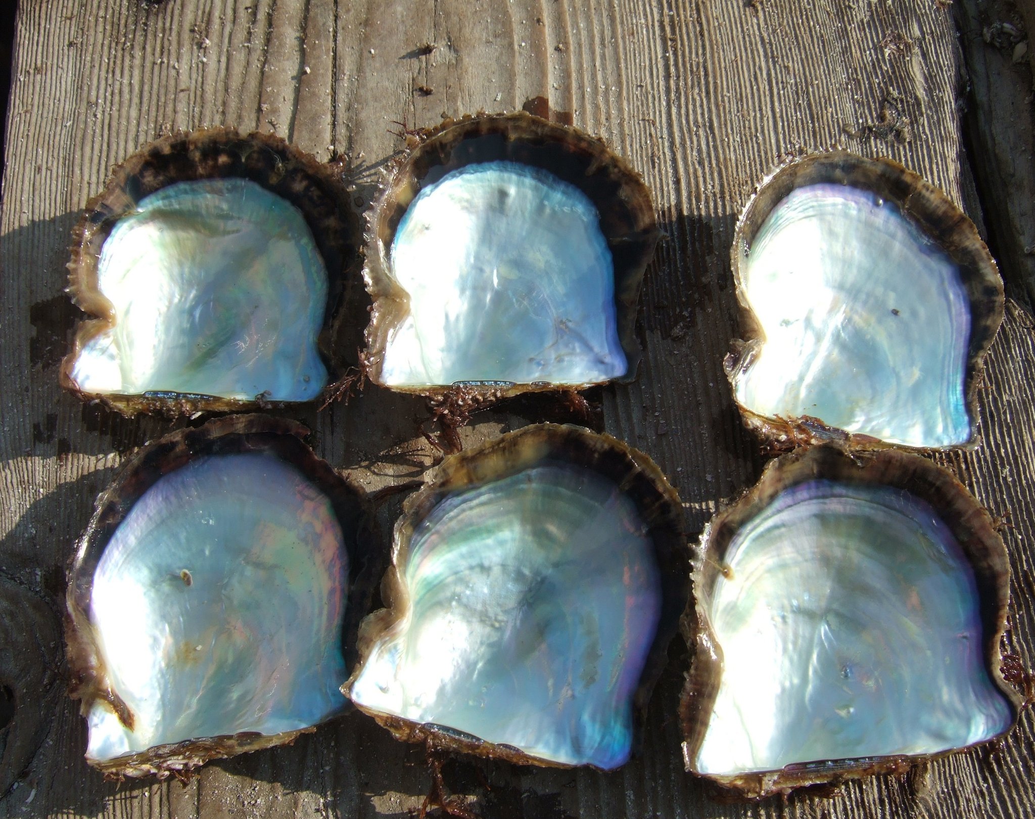 アソペルラ あこや貝 真珠貝 の貝殻です キレイですよね この輝きが核に真珠層を巻き 巻きの厚いキレイなあこや真珠ができます T Co 45ulwwhl07 Twitter