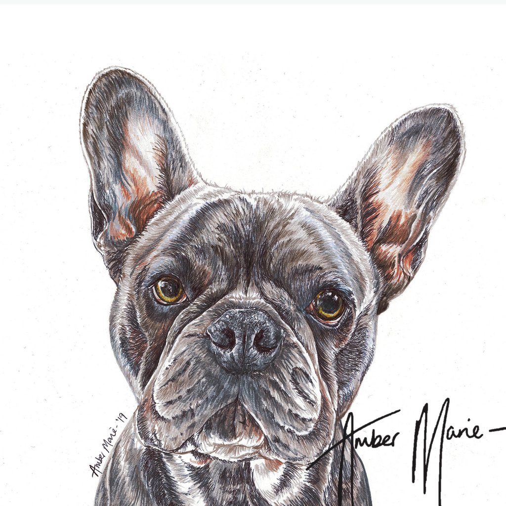 ambermariedogs's tweet photo. Most Pupular Dog of the Day - #frenchbulldog

#biroart #artist #artwork #creativeanimalart #colouredpencilart  #animalart #animalcreatives #realism #realisticdrawing #art_hyperrealistic #drawing #art_4share #petportraiture #petart #petportrait #dogartist #handmadealphas🐺🐾 https://t.co/klSyq92952