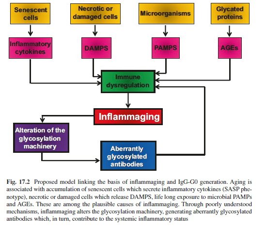 CzerwinsMarcin's tweet photo. Glycobiology of aging: link between aging and inflammation, glycomic changes in aging and inflammatory diseases, age-associated glycosylation changes of IgG, glycomic markers of aging, role of siglecs in aging https://t.co/vZwvrR74HO

#glycotime https://t.co/Kq3ki2PYd2