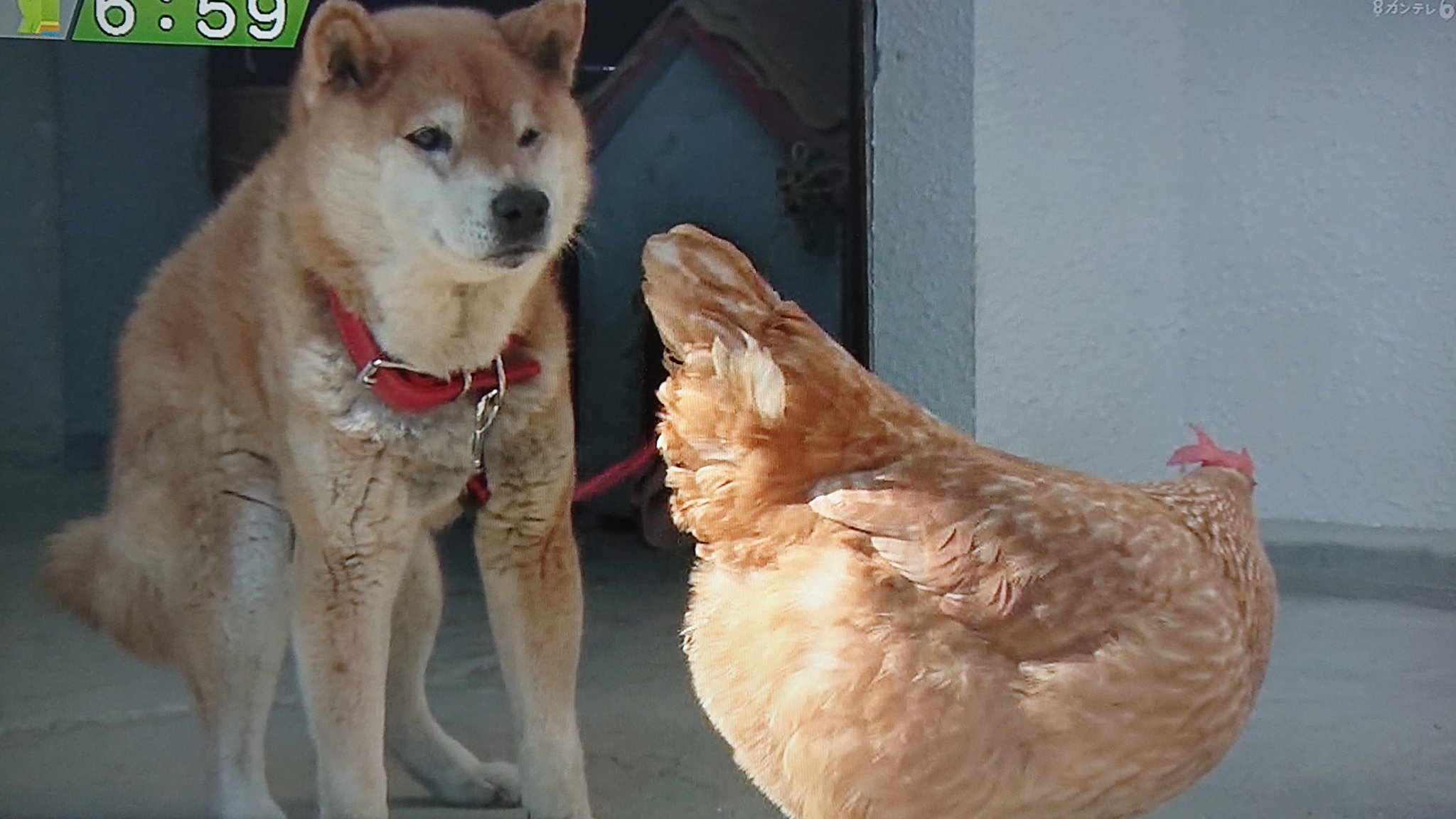 Take7700 おいらは動物が好きで こういう異種同士が仲良くなるのも好きです 会話 出来るはずもないが この柴犬は鶏に足を踏まれても怒らない そこに動物なりの愛を感じます 動物は人が思ってるよりはるかに賢いですよ 動物 仲良し 心 愛 T
