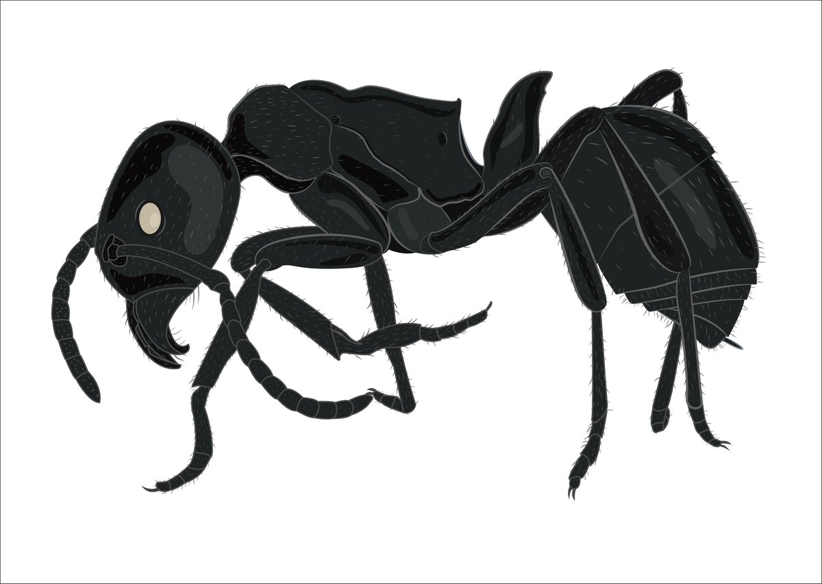 LauraCorillon's tweet photo. I had so much fun illustrating this little beauty. #scicomm #scienceillustration #sciart #illustration #digitalillustration #freelance #ants https://t.co/S3OBAGFTeo