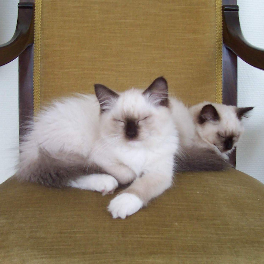 SummerOnStream's tweet photo. #throwbackthursday Summer &amp; her brother Spring as kittens 😻 #tbt❤️ #tbt #liveontwitch #catsofinstagram #supportsmallstreamers #supportbeginningstreamers #stream #cutecat #livestream #catgamers #apexlegends #kitten #cute #instacat #instagood #instafamous https://t.co/D5c6TI1z6Z