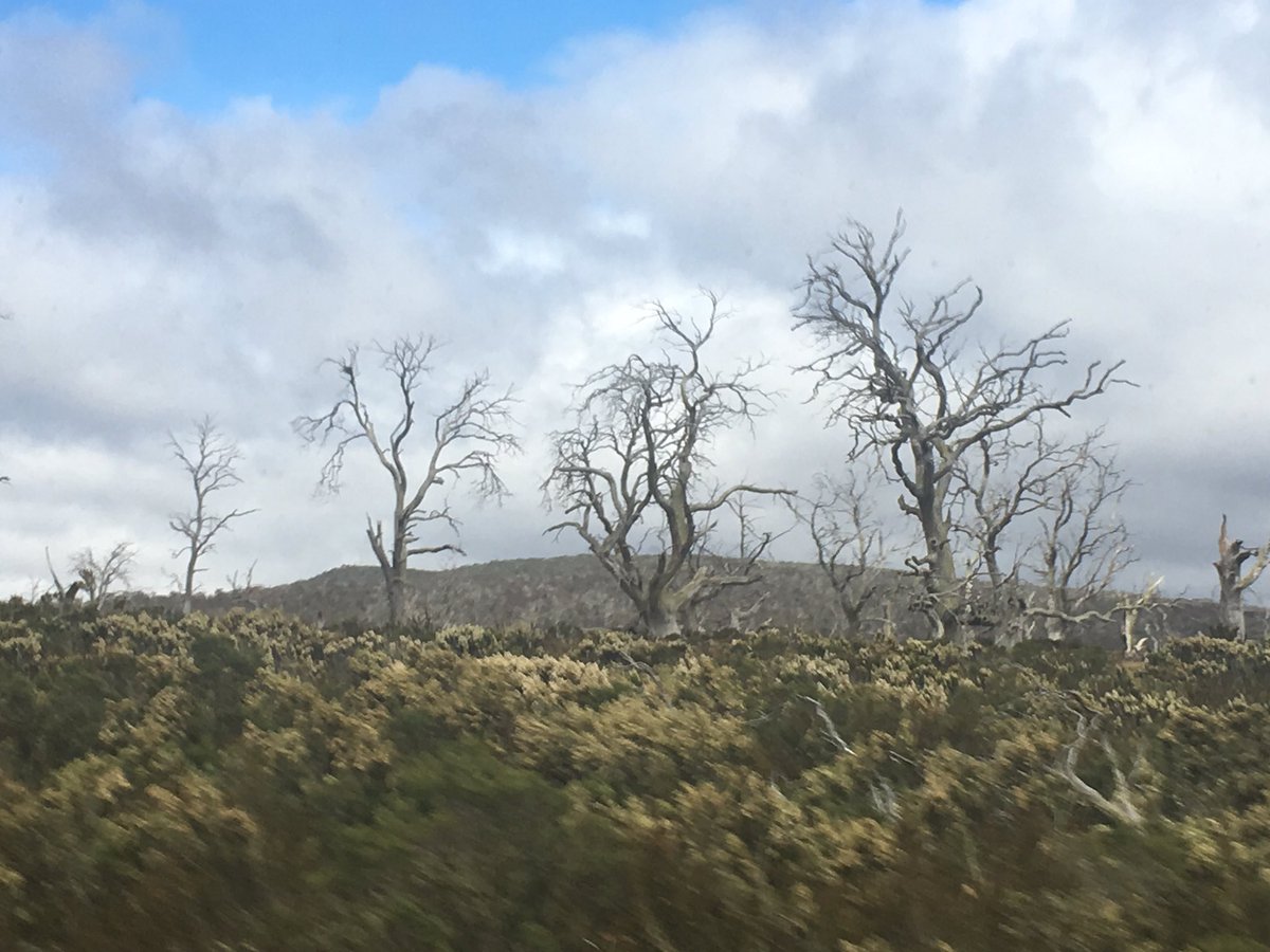 #EucGen19 field trip to the TAS central highlands was shocking to see the collapse of Eucalypts - this is going to be my new climate change impact slide