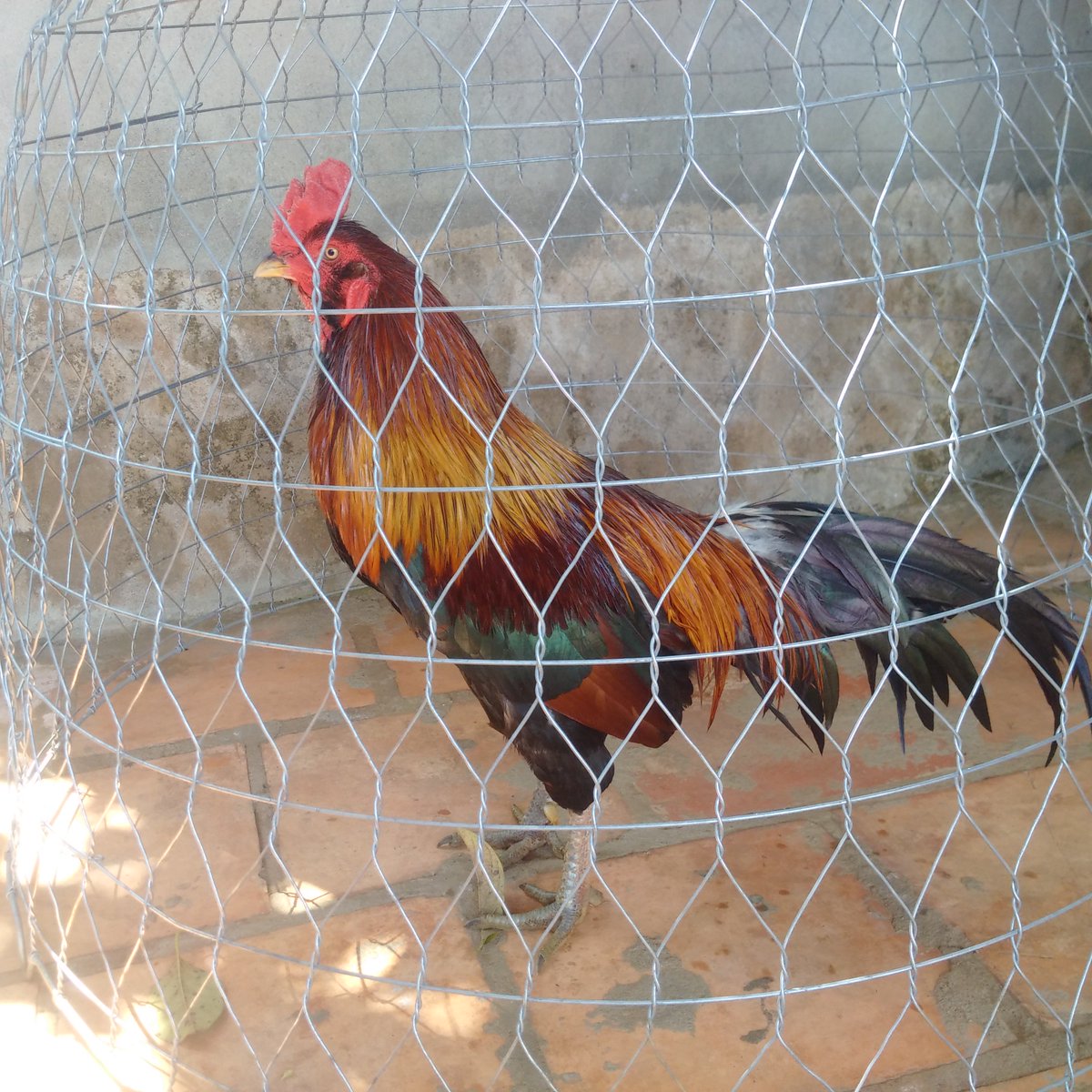 Gà đá Gia Kiệm. Cung cấp gà đá tiền uy tín chất lượng.