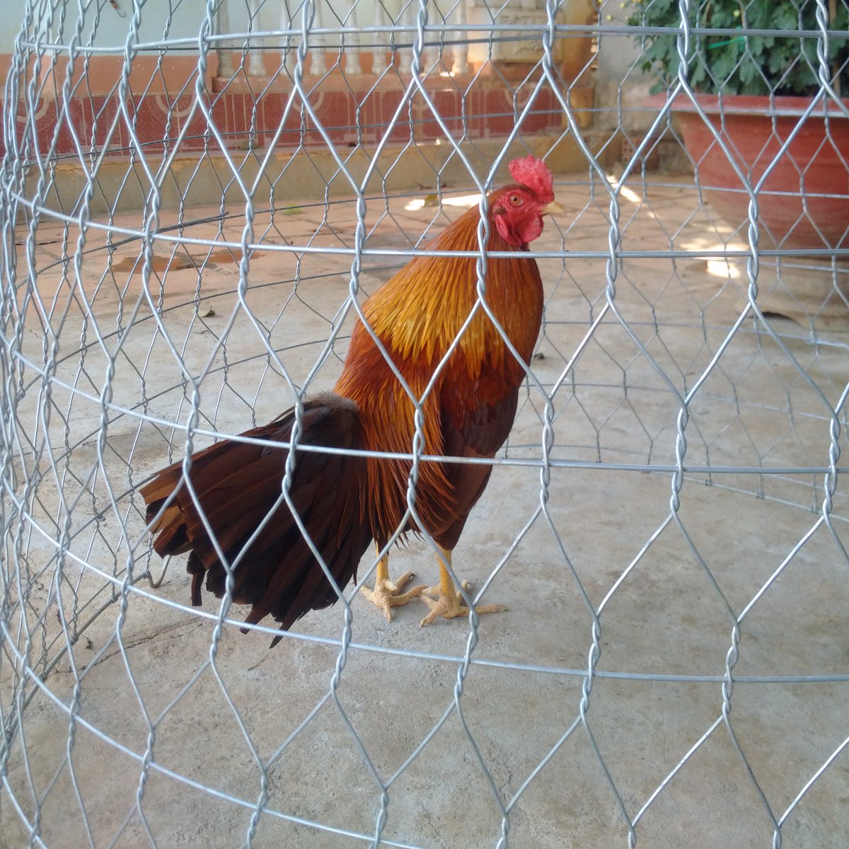 Gà đá Gia Kiệm. Cung cấp gà đá tiền uy tín chất lượng. - 3