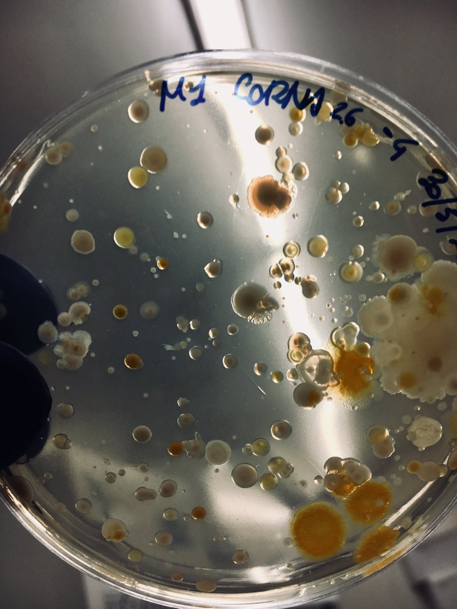 SpillessProject's tweet photo. #SpilLess is ending so for the next few weeks we will be showcasing what has been achieved with this project. For the first entry we want to show you the key elements of the whole project: the bacteria. 

We isolated ca. 870 bacteria ready to be used in the combat of oil spills! https://t.co/5PL3vElPOP