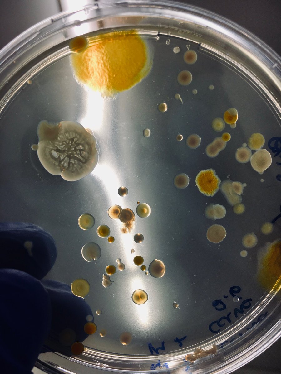 SpillessProject's tweet photo. #SpilLess is ending so for the next few weeks we will be showcasing what has been achieved with this project. For the first entry we want to show you the key elements of the whole project: the bacteria. 

We isolated ca. 870 bacteria ready to be used in the combat of oil spills! https://t.co/5PL3vElPOP