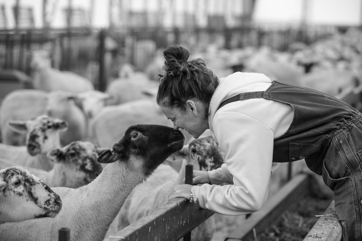 My YouTube Channel has been a labour of love.
The entire first year I would look at my subscriber count and say...
“Well Sandi, there’s 100 people in a room watching you speak”
It’s been almost 2 years.
Last night that room hit 5000 people.
THANK YOU.❤️
#youtube #sheep #farm