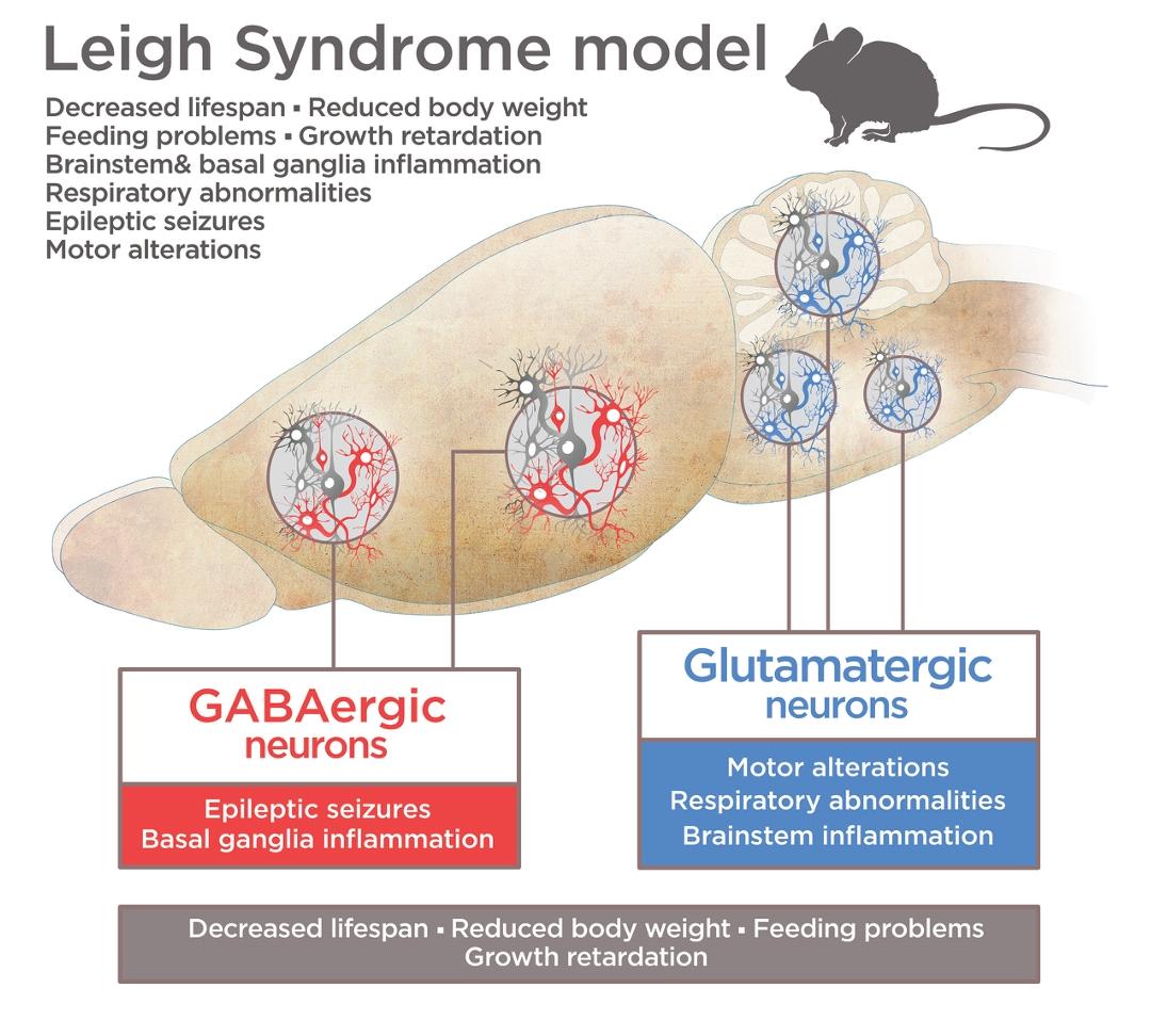 Quintana Lab on Twitter "Defined neuronal populations drive fatal