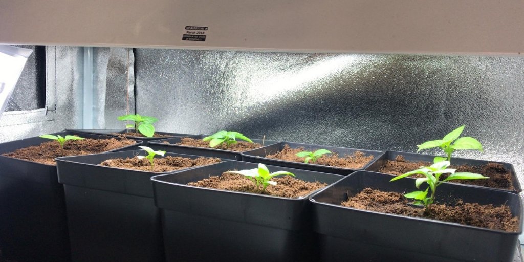 GWHorticulture's tweet image. 8 Carolina Reapers, started from seeds, under a Bright-Wing Mother Clone Light 🔥 🌶

#carolinareaper #freetheseeds #seednerd