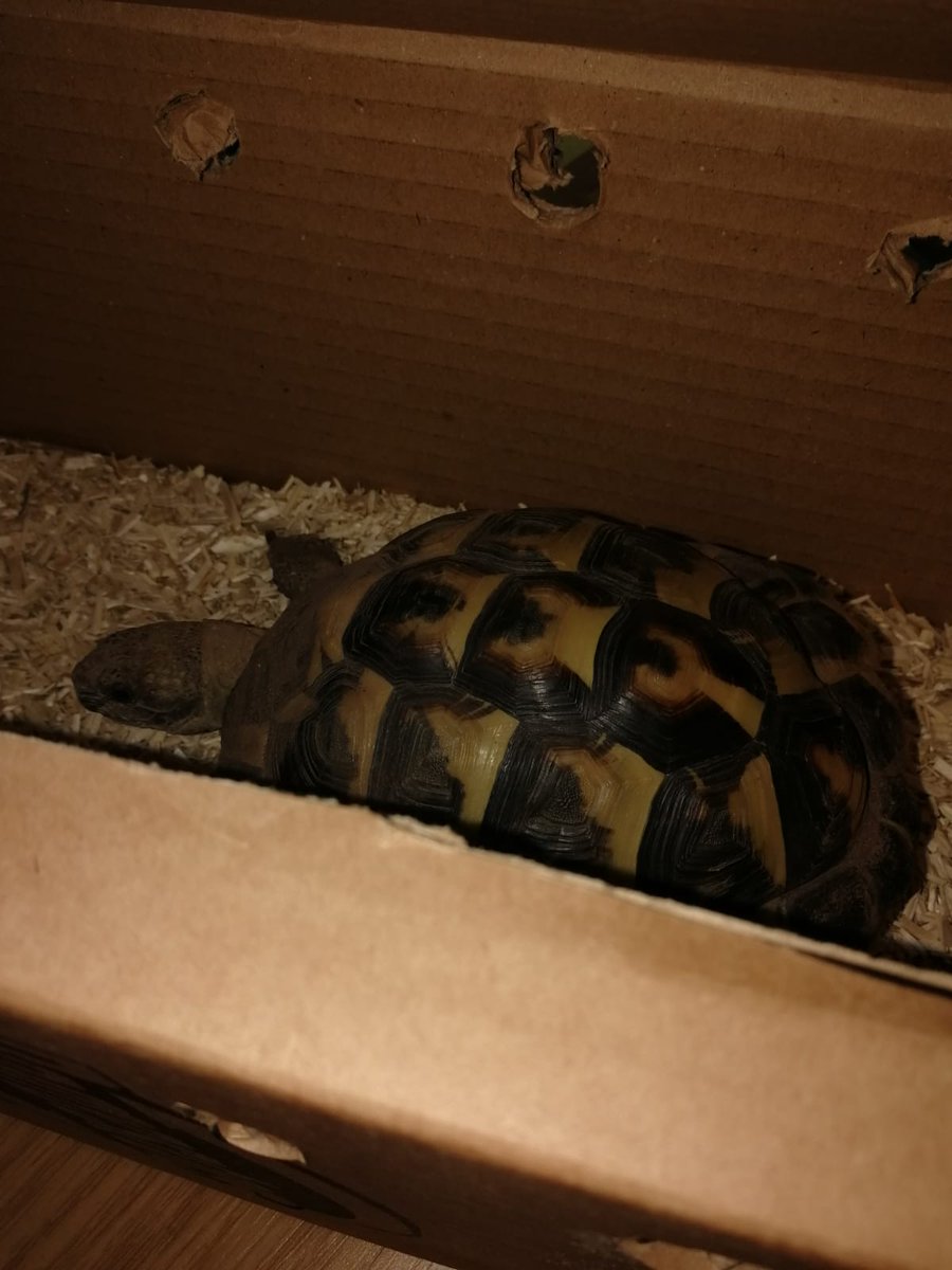 panthergrrrl's tweet photo. Jeff got a good report from the vet. #tortlife https://t.co/VNE5t3ncuN