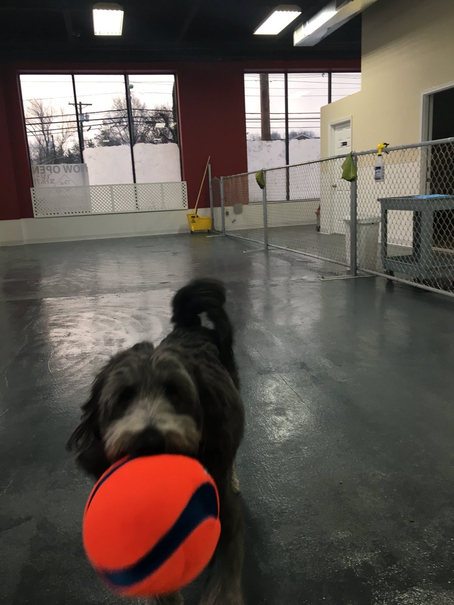 WoofNj's tweet photo. New Woof House family member Fred https://t.co/0VQPV28SPj