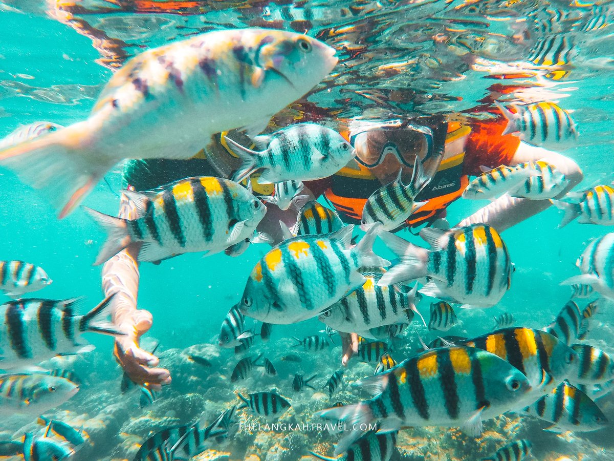Feeding fish in Gili Nanggu, Lombok 😍😍😍
••••••
Booking paket wisata ke Lombok dan Sumbawa!
WA +62-821-4435-6010
info@thelangkahtravel.com
thelangkahtravel.com