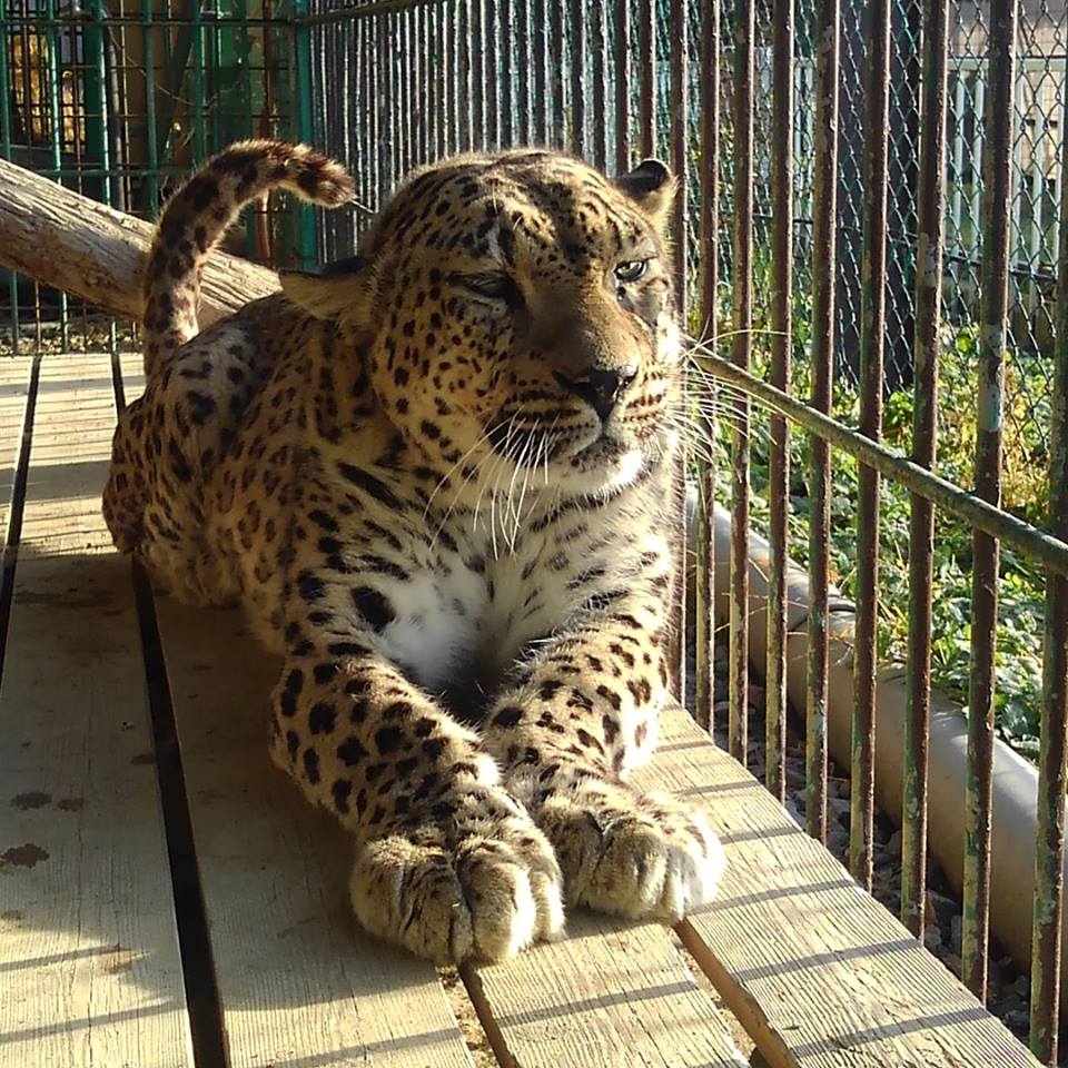 岩手サファリパーク だんだんと春が近づいてきました 暖かな日差しを浴びて 眠そうに眼を細める ペルシャヒョウ グーフィー くん 寒かった冬の終わりに どことなく嬉しそうです 岩手サファリパーク Yazawa ペルシャヒョウ Leopard グーフィーくん