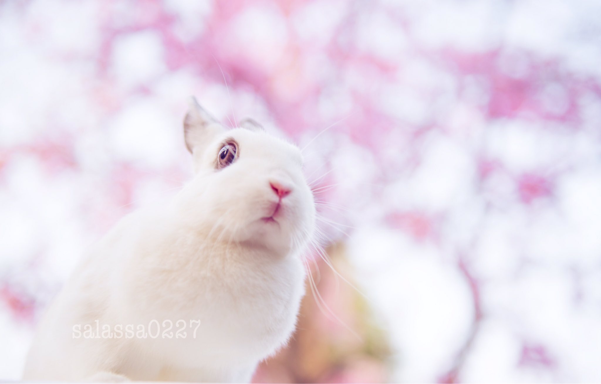 更紗 うちのうさぎ可愛いから見て 春夏秋冬にしてみた うさぎ T Co 2aiwdkjvna Twitter