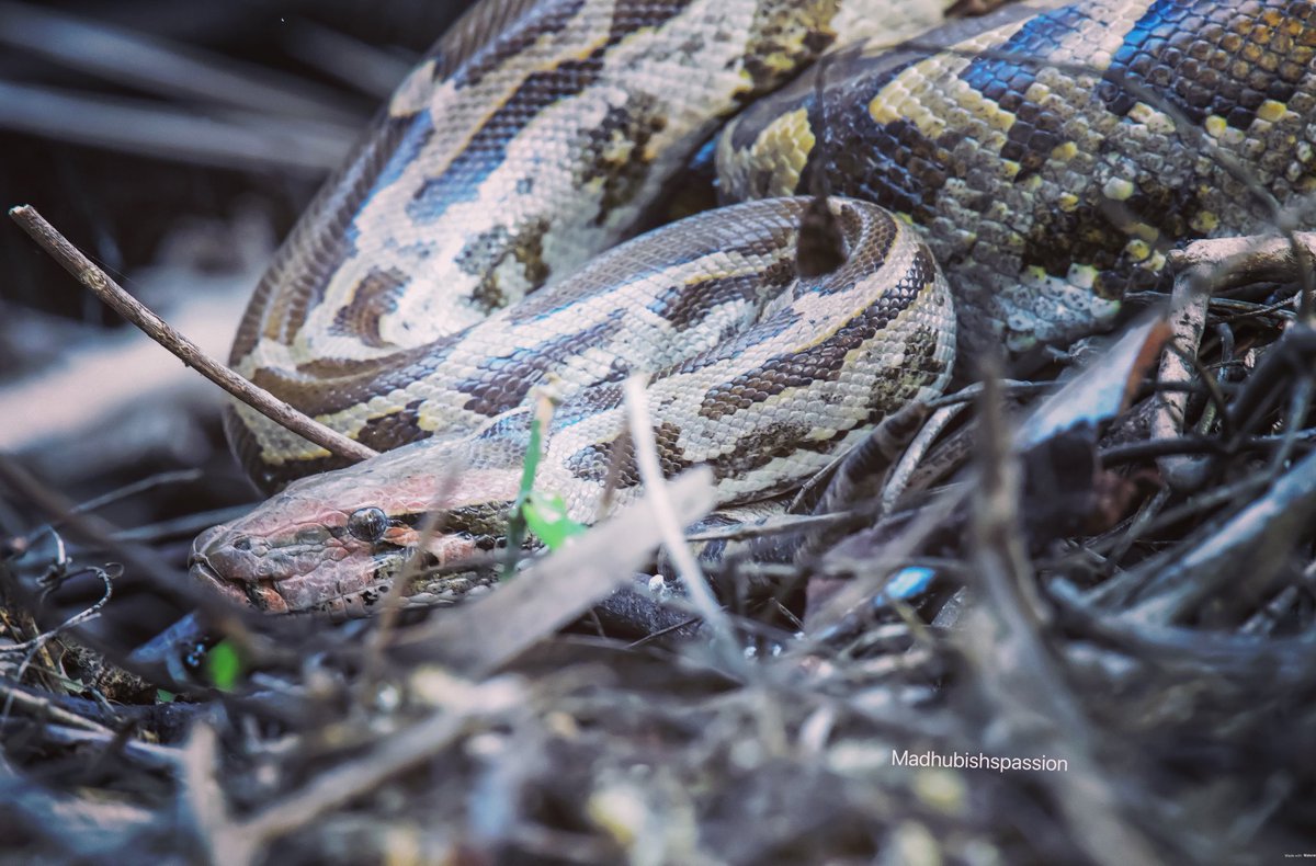 madhub's tweet image. Indian Python, gave me goosebumps to click - a fear and send of adventure in me #nikond850 #nikon #indianpython #keoladeonationalpark #bharatpur