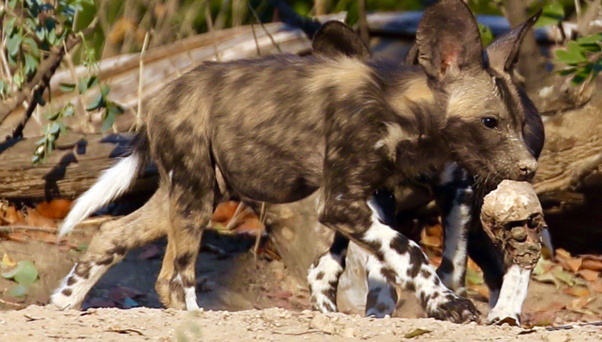 In 2008 Nick Murray from <a href="/BushlifeSafaris/">Vundu Camp - Bushlife Safaris</a> first noticed the Mana Pools' painted wolves start to prey on baboons.
Baboon hunting started as an opportunistic behaviour, as the den site at the time was in a riverine area with high densities of baboon. #PaintedWolfConservancy