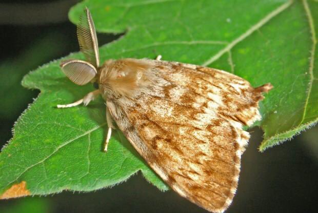 JCMtrees's tweet image. The gypsy moth is notorious for defoliating more than a million forested acres each year since 1980. As leaves emerge in the spring, the moths leave masses of eggs which hatch into hungry larvae. The moth’s larvae defoliate hardwood trees. #treefacts #treepests