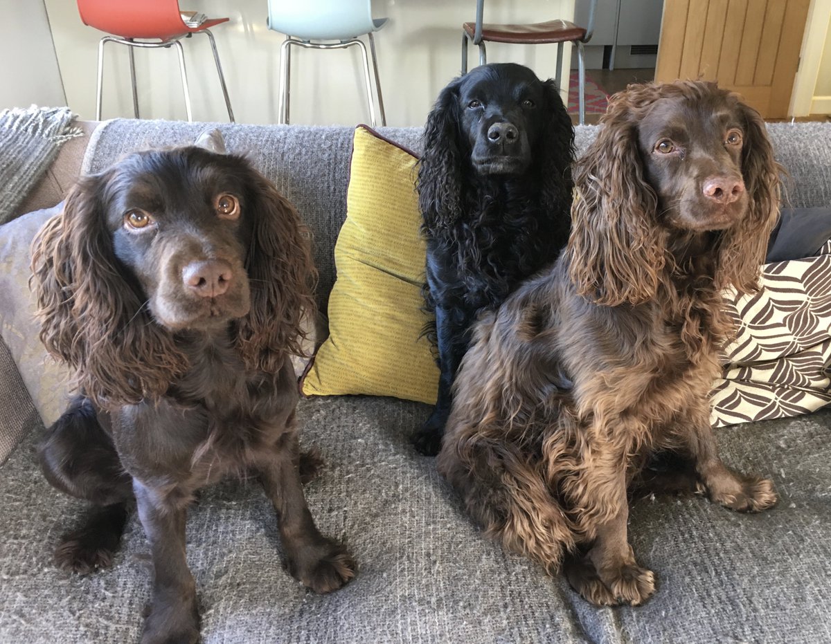 stackswilts's tweet image. Butter wouldn't melt #LoveYourPetDay #dogsoftwitter but the cat refused to pose!