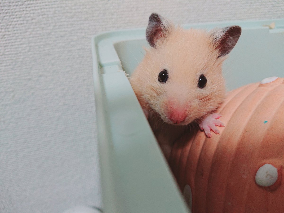 mickey_hm's tweet photo. 隙間からこんばんは
#キンクマ https://t.co/bxowrq1W0C