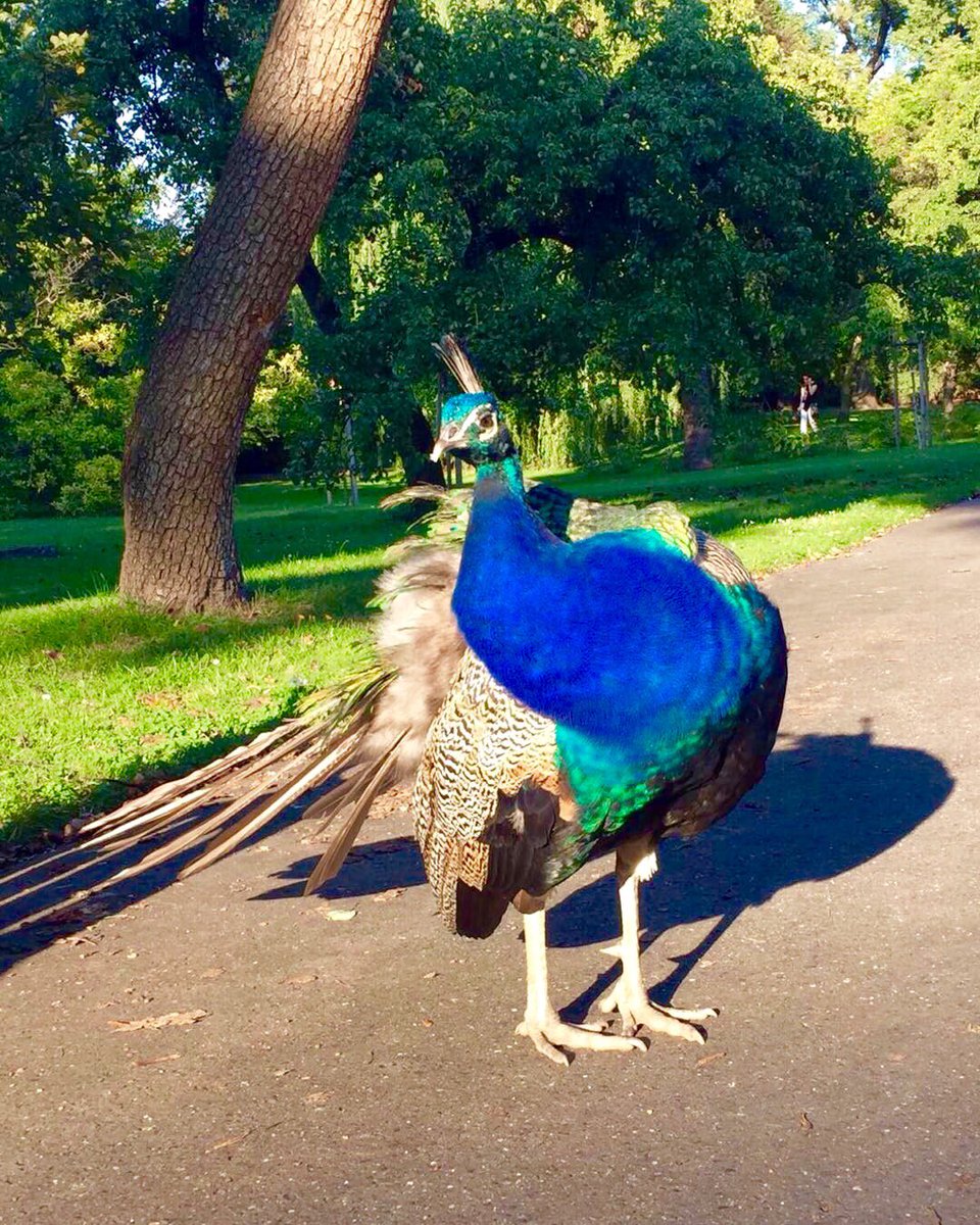 A curious peacock.

#like #beauty #animal #style #peacock #bhfyp #saree #wildlifephotography #colours #winter #pav #silk #bird #beautifulpeacocks #birdphotography #feather #new #artwork #flower #peacockfeathers #krishna #peacockpainting #pearl #peafowl #of #blue #vibrant #royal