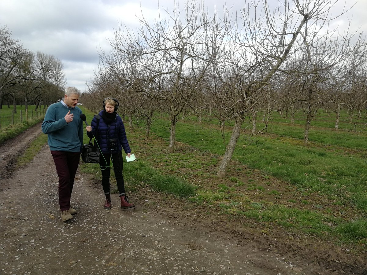 Here's @Ben_Raskin of the <a href="/SoilAssociation/">Soil Association</a> talking to <a href="/BBCFarmingToday/">Farming Today</a> at today's #fieldlab on #willow #woodchip mulching to treat apple scab. We heard the research this morning, now it's time for <a href="/IFarmers/">Innovative Farmers</a> growers to take the research forwards and test it out.