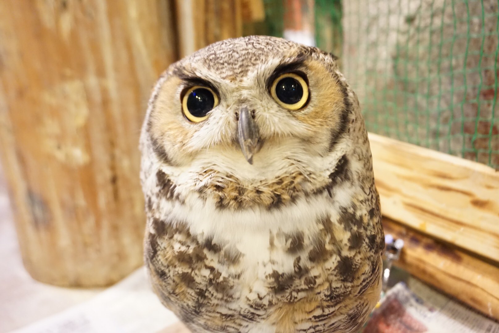 ミミズクなのにいつも羽角がどっかに行ってしまうカンキチ Pic Twitter Com Vskrmxvxxx 19 02 21 那覇市 本島南部 モノレールの水族館 動物園 アウルの森 沖縄国際通り1号店 那覇市 動物園 美ら チュラ タウン沖縄 沖縄の観光 地域情報ポータルサイト