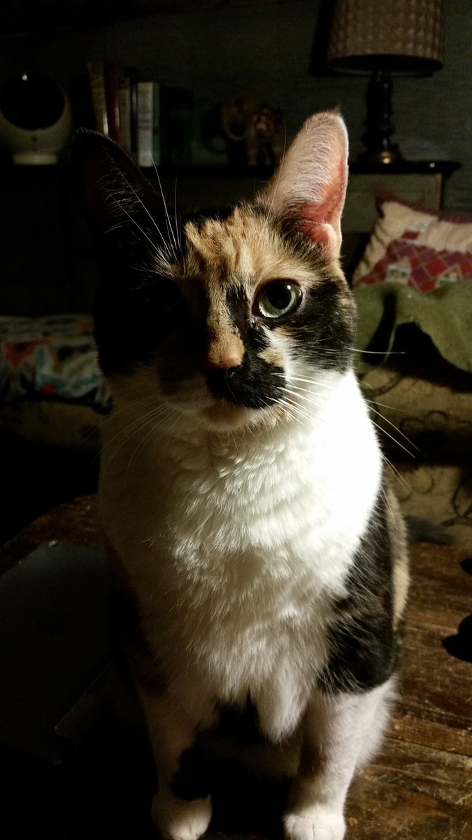 Madtail's tweet photo. RIP
Girl E. Madtail
2010-2019

Goodnight, my sweet angel.  You will be loved and missed forever. https://t.co/KzCyDRRjUx