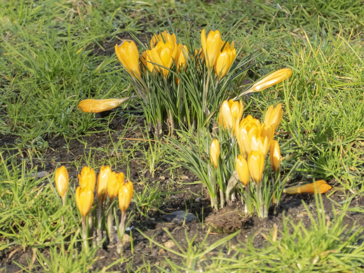 TomReevesParis's tweet photo. #YellowCrocus are blooming in the #LuxembourgGarden - Photograph taken today at 10:30 a.m. https://t.co/Rz56UNZfRk