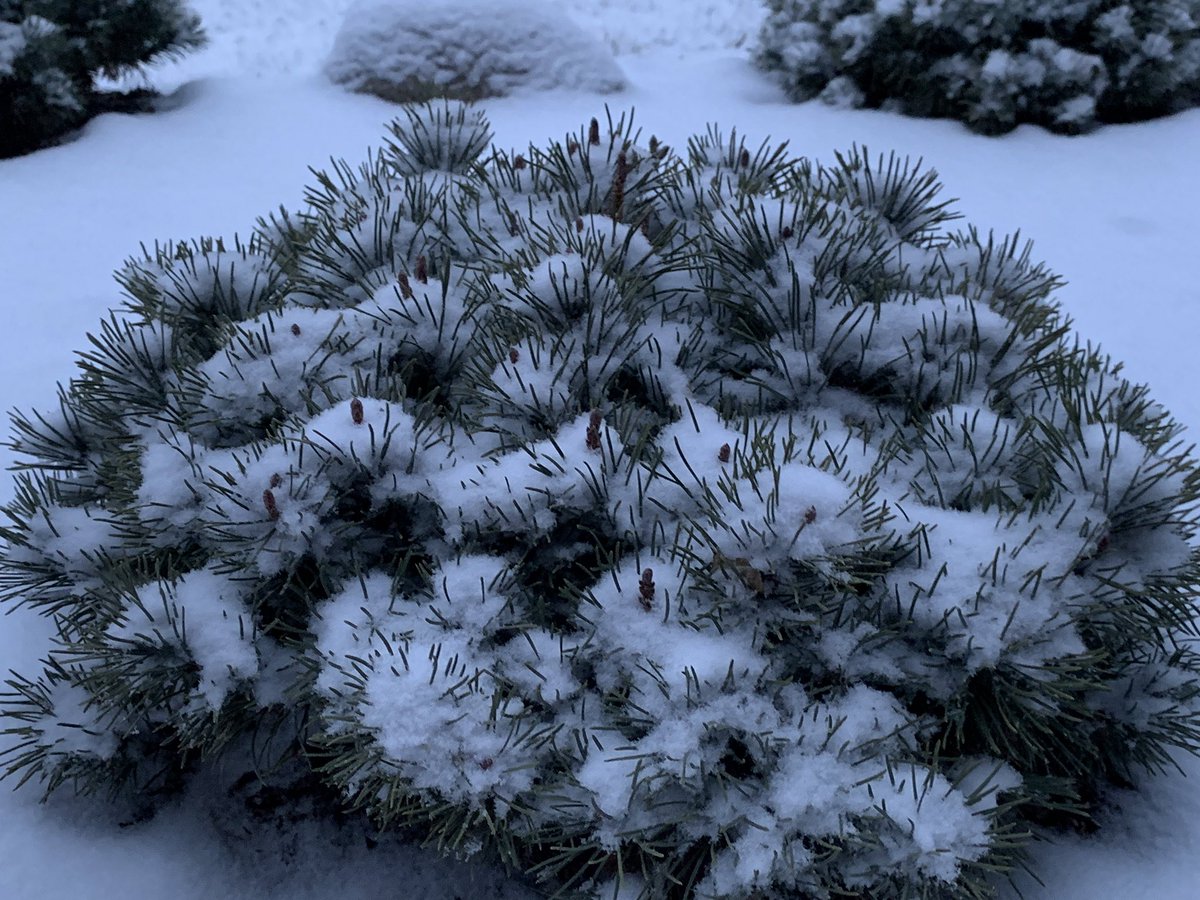 NEGardening's tweet image. Long Island snowy views. Just a dusting of snow changes the landscape. #snowyday #februarygarden #thinkingofspring