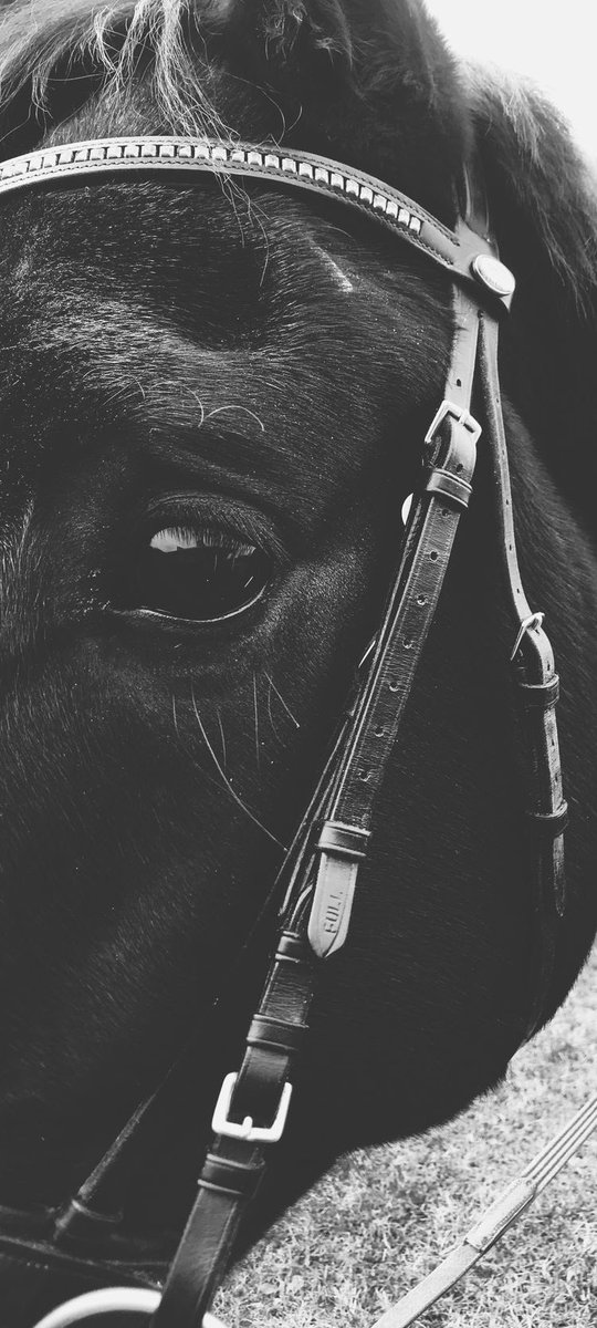 Turnalar gitti biz gittik
Bitmedi peşimizdeki nal sesleri

Ahmet Telli