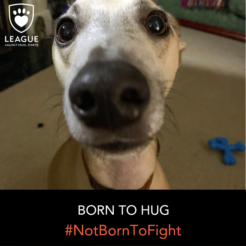 LeagueACS's tweet photo. No dog is ever born to fight.
Here at the League Against Cruel Sports, we have an office filled with loving #dogs that remind us daily of why we are here.
Please meet Reggie, who was born to hug!
What is your dog born to do? #NotBornToFight https://t.co/4Qz5jd2S70