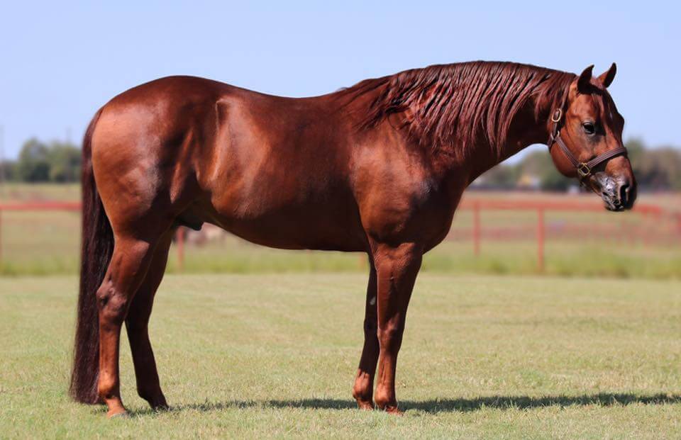 irhareining's tweet photo. ๐ฅ ENROLL YOUR STALLION AT #IRHA #STALLION #AUCTION BECOMING A SPECIAL PARTNER FOR 2019 IRHA #FUTURITY ๐ฎ๐น
๐ SPECIAL THANKS TO #RabboniPerformanceHorses TO DONATE A BREEDING OF #ARCGunnaSparkya
๐ https://t.co/Ofkf6EnUyI ๐
๐ด #IRHAAuction ends 12 March! https://t.co/vh1kjAxAJV