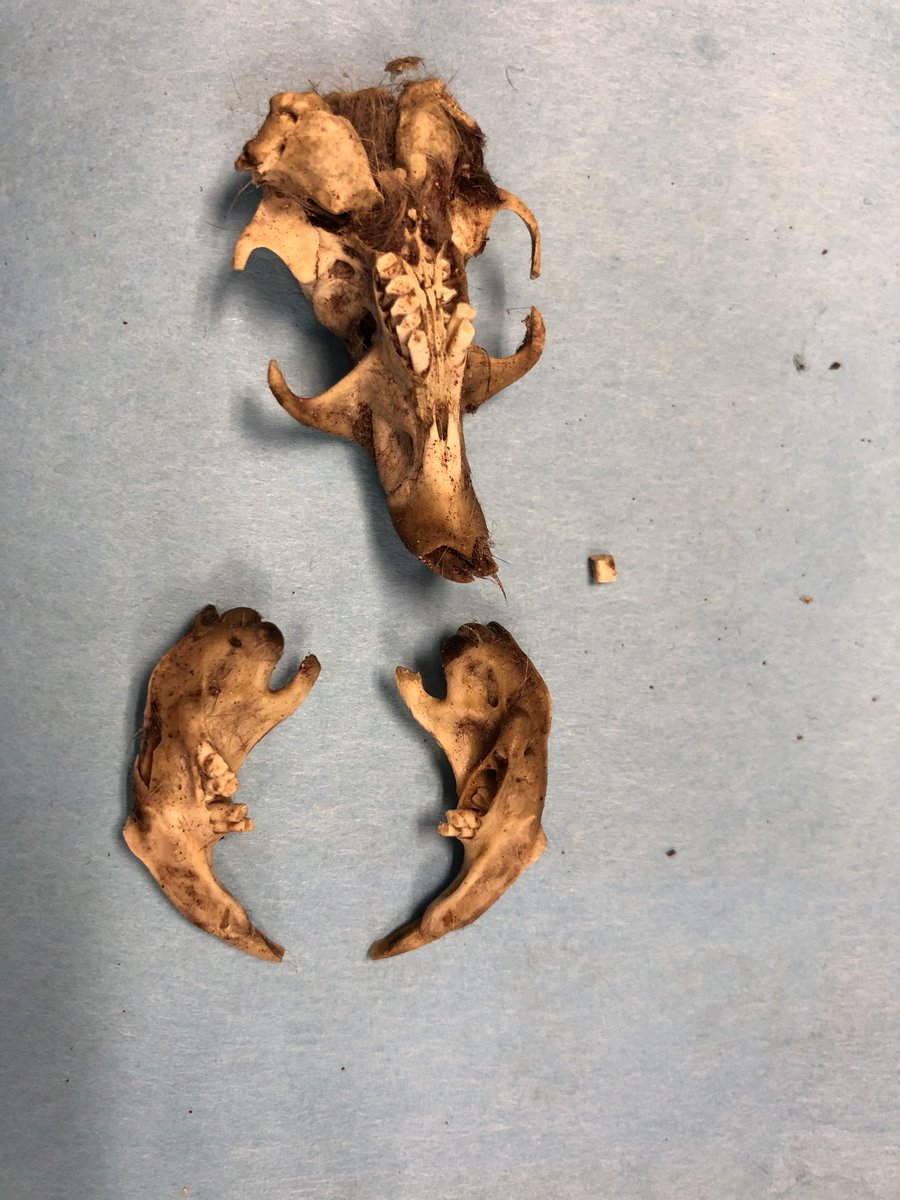 Megan Games tweet media