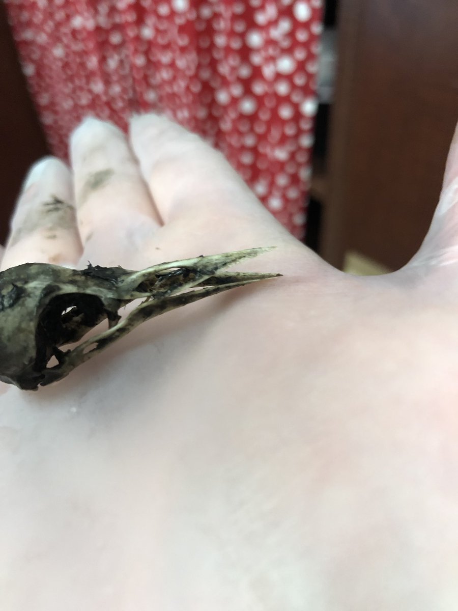 Megan Games tweet media