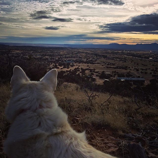 CCompound's tweet photo. Cold morning hike with #jonsnow ’s #direwolf , #ghost .
.
#gameofthrones #spiritanimal #newmexico #landofenchantment #visitnewmexico #getoutside #hike #beautifulview #vista #southwest #winterskies #nmtrue #simplysantafe #nmgrammers #adventuredog https://t.co/rCJIw7lLYo https://t.co/x5GmkiZkEw