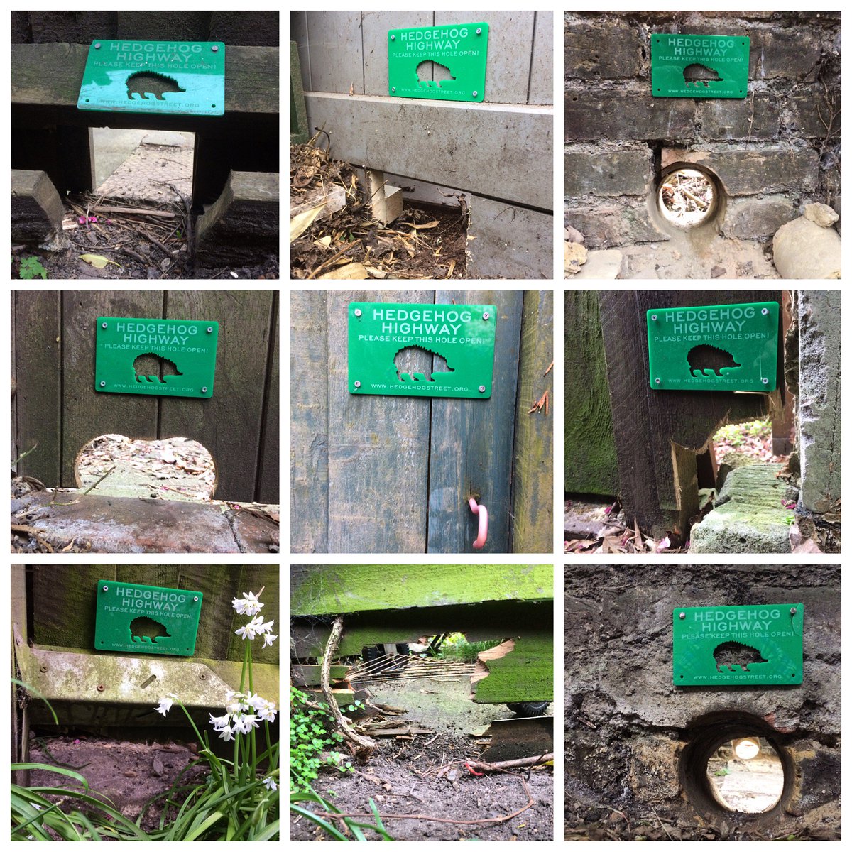 PTES's tweet photo. Have you got your Hedgehog Highway sign?
Shop now: https://t.co/snczOY0UjI
100% of all the profits from our online shop go towards helping wildlife in the UK and overseas.  
@hedgehogsociety #iwill4nature #HedgehogStreet #ThursdayThoughts #Hedeghogs https://t.co/7RUnXQIHcY