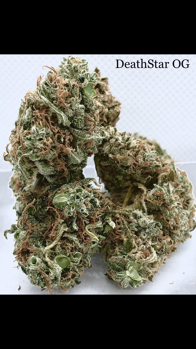 LongLodgeTribal's tweet photo. Even our #midshelfflower is fantastic. #stickyicky #trichomes #terpenes #cannabis #weed #herb #pot #reefer #weshouldsmoke #deathstarog #costamesa #longlodge #newportbeach #huntingtonbeach #orangecounty #oc420 #stonersociety #cannabisculture #organic #recreationalcannabis #legal https://t.co/sKaQPlkdM1