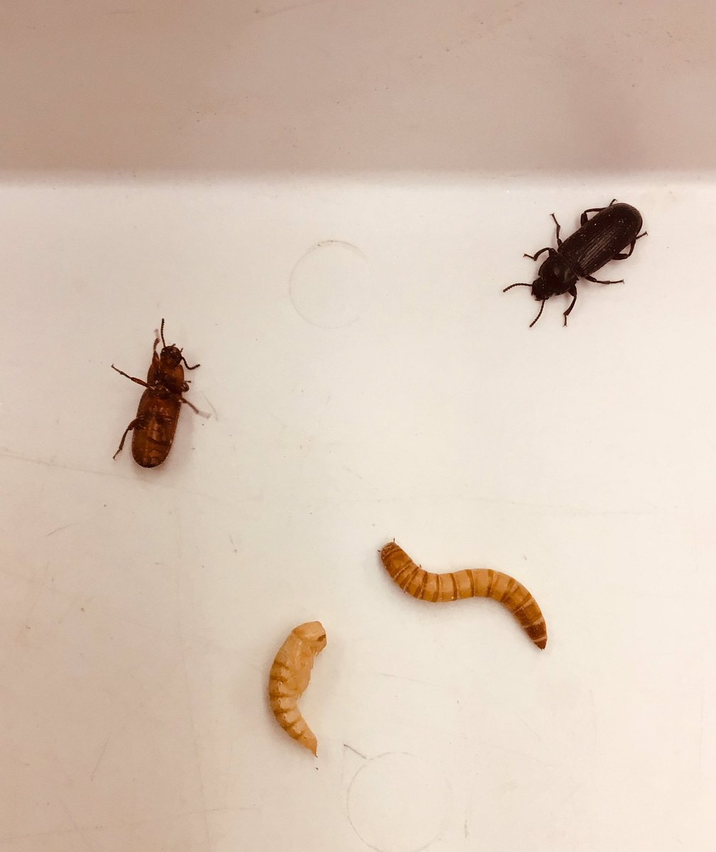 PepScienceSpot's tweet photo. Mealworms have gone from larvae to pupa to adult - hoping the adults mate and lay eggs to start the cycle over. #bermbuzz #eaglepride #pepsciencespot #lifecycles #grade7science #mealworms #bsms #middleschoolscience #funwithbugs https://t.co/I9bGBBDZuR