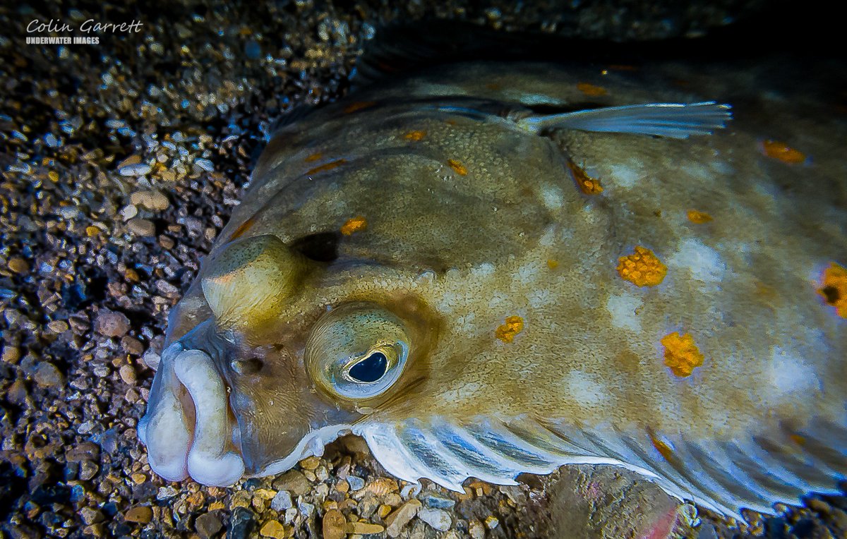 UK night dives... love them. #ukdiving #nightdiving <a href="/SuuntoDivingUK/">Suunto Diving UK</a> <a href="/PADI/">PADI</a> <a href="/BSACdivers/">British Sub-Aqua Club</a> <a href="/savingoceans/">savingoceans</a> <a href="/DWTMarine/">DorsetWildlife Trust</a> <a href="/NatureofDorset/">Nature of Dorset</a> <a href="/dando_marc/">Marc Dando</a> <a href="/BBCDorset/">BBC Dorset</a> <a href="/WildlifeMag/">BBC Wildlife</a> <a href="/BBCSpringwatch/">BBC Springwatch</a> <a href="/insideoutsouth/">BBC Inside Out South</a>