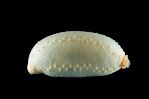 holothuroids's tweet photo. #dailycuke I'm sea🥒 Abyssocucumis abyssorum. Some people are judgy: They call me "ugly" "maggot" horrible things really. I roam the benthos under da sea. Yea I eat detritus, falling dead matter of all sorts, but that doesn't make me BAD. Come on. Check me out! Pls ❤️ me https://t.co/NVPW5GIIh6