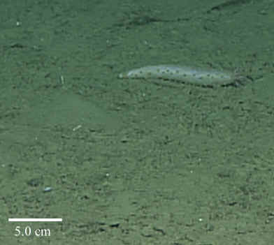 holothuroids's tweet photo. #dailycuke I'm sea🥒 Abyssocucumis abyssorum. Some people are judgy: They call me "ugly" "maggot" horrible things really. I roam the benthos under da sea. Yea I eat detritus, falling dead matter of all sorts, but that doesn't make me BAD. Come on. Check me out! Pls ❤️ me https://t.co/NVPW5GIIh6