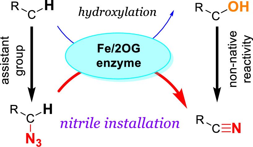 J_A_C_S's tweet photo. Nonheme iron hydroxylases are repurposed for nitrile group installation through azido group assistance, thus offering a precedent to expand nonheme enzyme reaction repertoire. Check out the JACS #ASAP Communication: https://t.co/Qt04dIMEeu https://t.co/n07csMJCTl