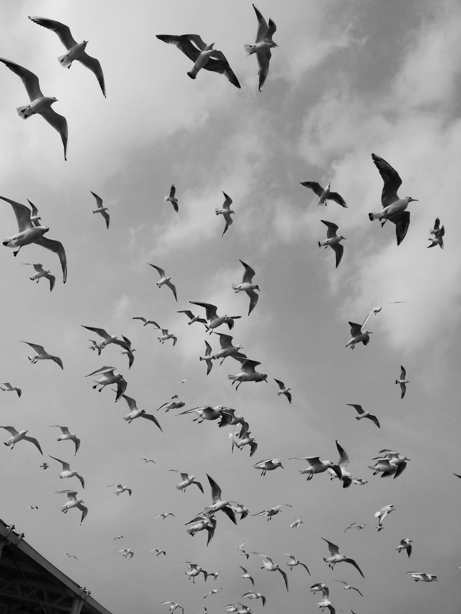 yeryüzünün telaşının gökyüzüne yansıması.

📌kadıköy-eminönü vapuru