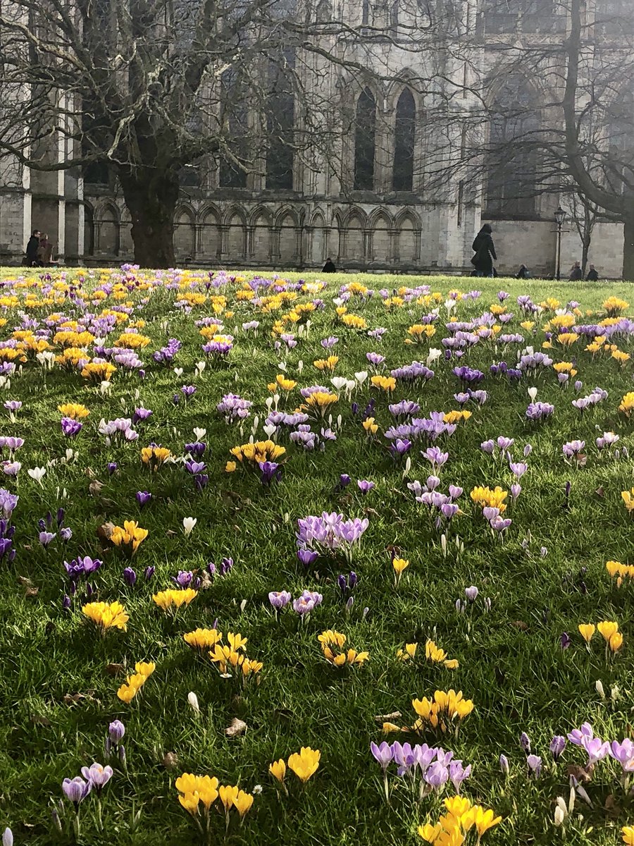 What a difference a week makes: the carpet really forming now! #crucuses #springflowers #deanspark #yorkminster #York